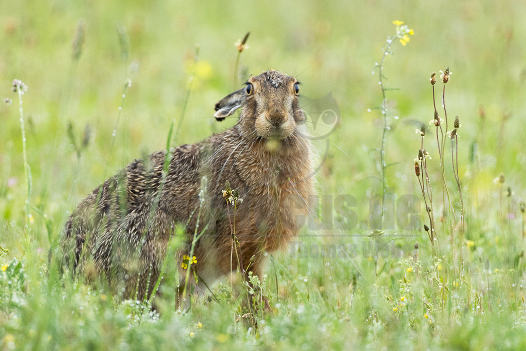R7NF7649_20240508_20240508 | Der Feldhase, kurz auch Hase genannt, ist ein Säugetier aus der Familie der Hasen. Die Art besiedelt offene und halboffene Landschaften. Das natürliche Verbreitungsgebiet umfasst weite Teile der südwestlichen Paläarktis; durch zahlreiche Einbürgerungen kommt der Feldhase heute jedoch auf fast allen Kontinenten vor. - Realisiert mit Pictrs.com