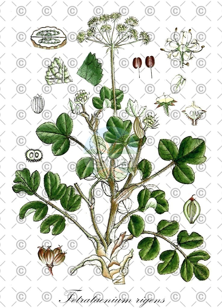 HistAbb_wfo-0001262700_1_ENZY_Simple | Historische Abbildung von Tetrataenium rigens - Apiaceae | Historical Illustration of Tetrataenium rigens - Apiaceae