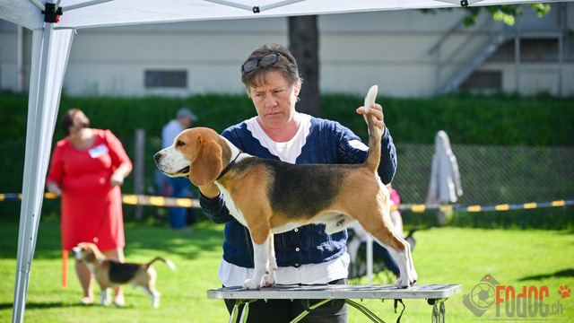 Beagle Club Schweiz  | Beagle Club Schweiz, 45 Jahre in Menziken 2025 Foto: Leo Wyden