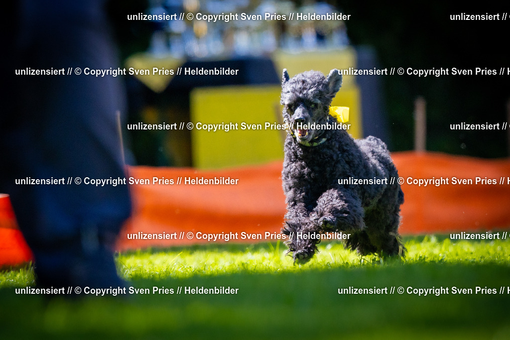 Sven Pries | 2025-08-10 - Hunderennen Durlach - Realisiert mit Pictrs.com