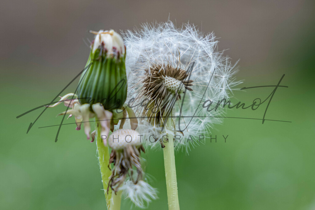 IMG_1410-Bearbeitet | Andreas Namnot Fotografie, ein Leben in Bildern - Realisiert mit Pictrs.com