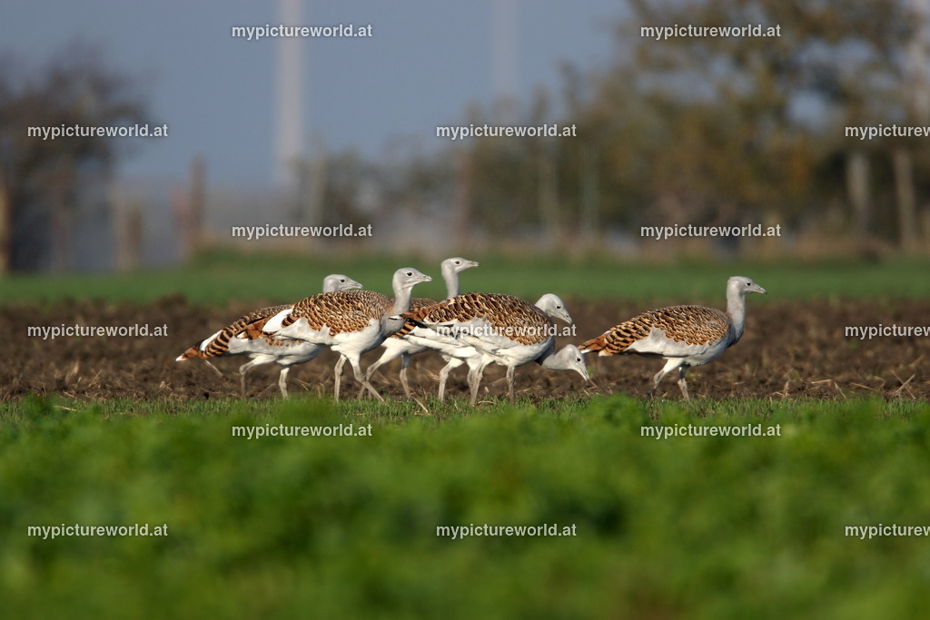 Großtrappe-009 | Das Bilderarchiv über Tiere, Planzen und Landschaften. In der Bilddatenbank finden Sie ein große Auswahl an hochwertigen Bilder für Ihre Werbung - Realisiert mit Pictrs.com