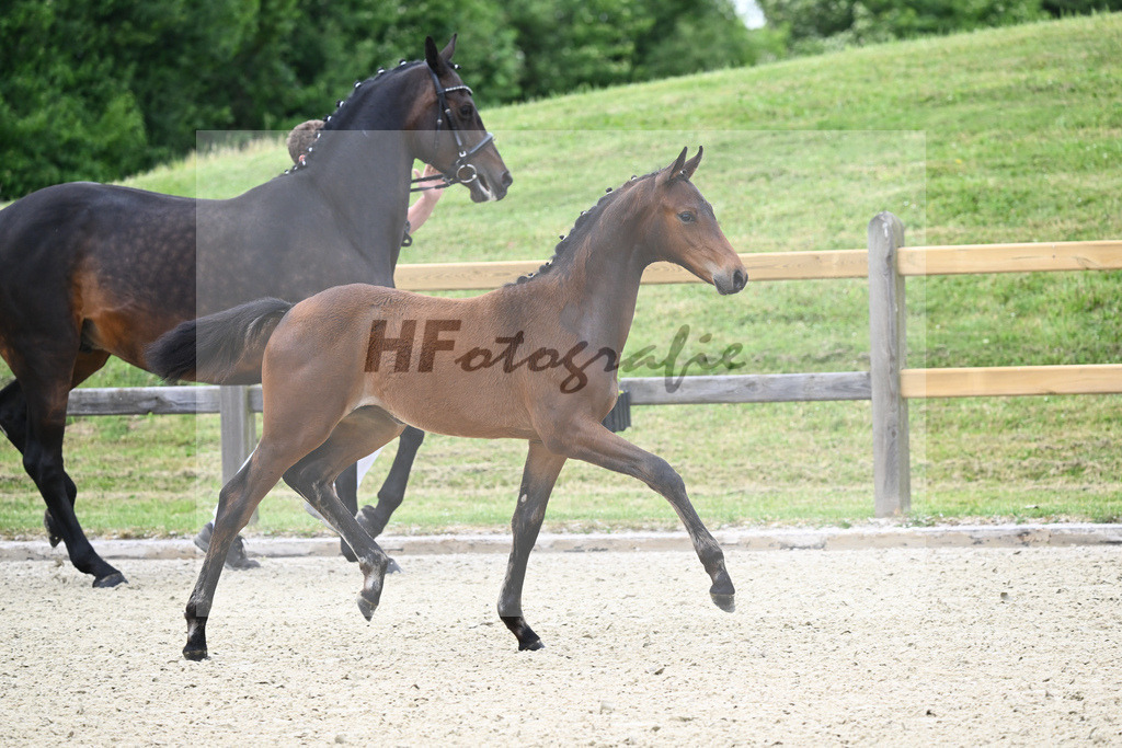Kat-Nr. 1 HF Cornets Balou_Fischer_17230023 | hf-fotografie - Realizzato con Pictrs.com