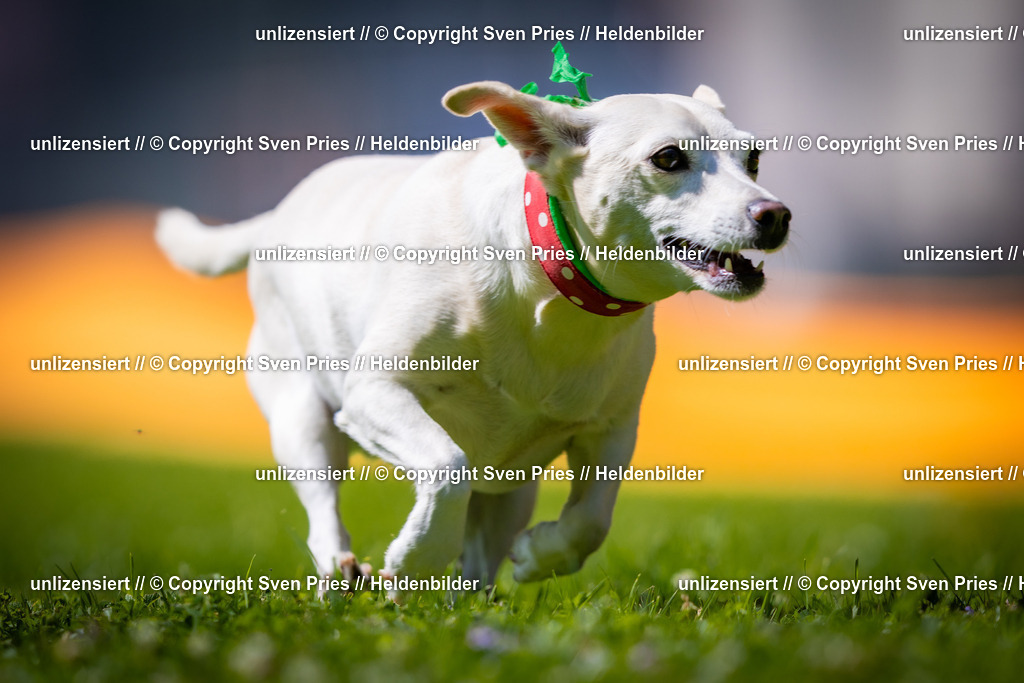 Sven Pries | 2025-08-10 - Hunderennen Durlach - Realisiert mit Pictrs.com