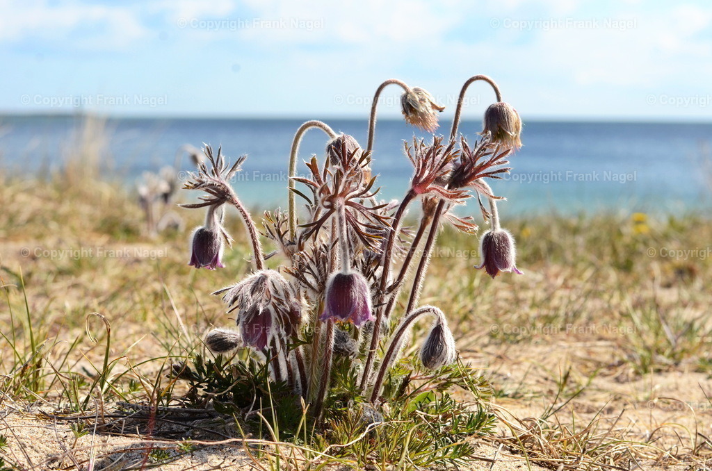 Wiesenkuhschelle | Die Wiesenkuhschelle ist sehr selten und ist in den Stranddünen von Prora auf der Insel Rügen zu finden. Sie stehen unter strengem Naturschutz - Realisiert mit Pictrs.com