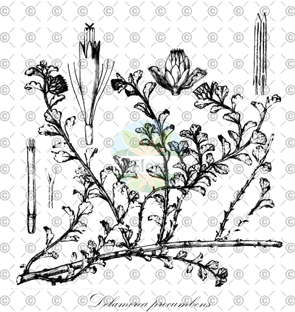 HistAbb_wfo-0000938234_1_ENZY_Simple | Historische Abbildung von Delamerea procumbens - Asteraceae | Historical Illustration of Delamerea procumbens - Asteraceae