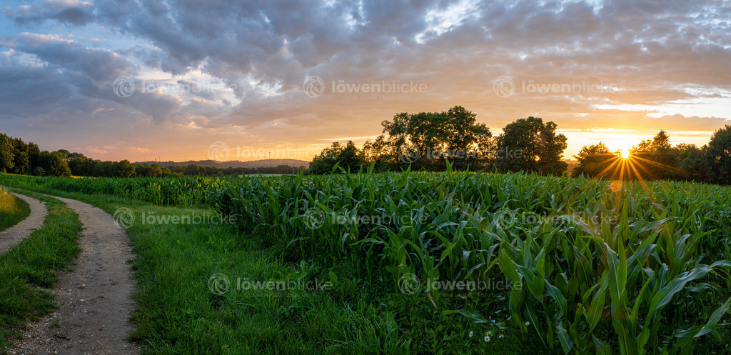 Sonnenuntergang zwischen den Feldern auf der Alb | löwenblicke | shop