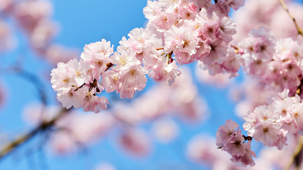 Kirschblüte III | kleinen-fotografie