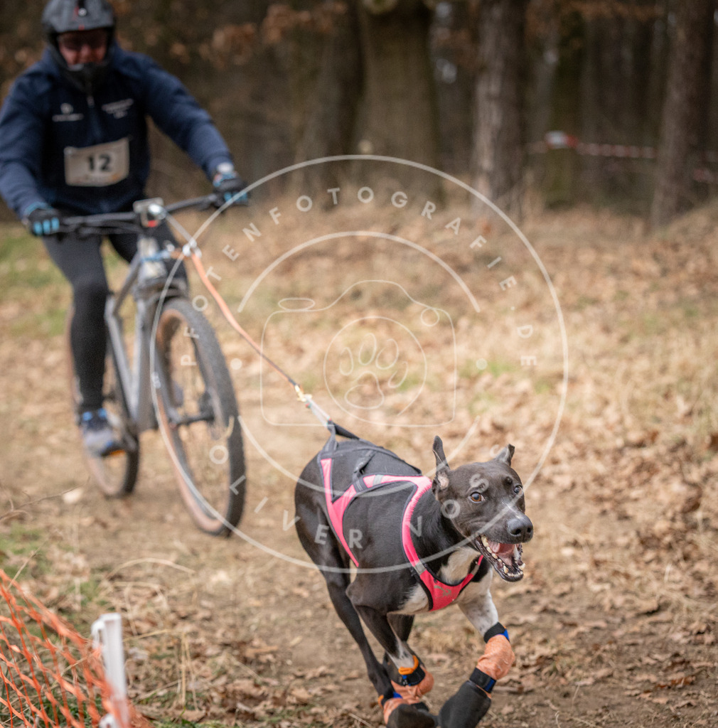 Pfotenfotografie_DV3A1585 | Hundefotografie, Tierfotograf, Pfotenfotografie, Fotoshooting Hund, Hunde Portrait, Hundesport, Hundeportraits, Heideshooting, Hunde, Sportfotograf, Hundefotograf, Turnierhundsport, THS,  - Realisiert mit Pictrs.com