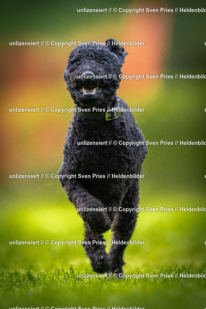 Sven Pries | 2025-09-21 - Hunderennen Baden-Oos - Realisiert mit Pictrs.com