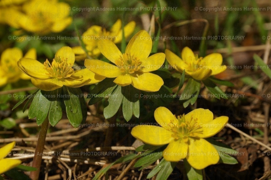 Winterlinge | Winterlinge - Realisiert mit Pictrs.com