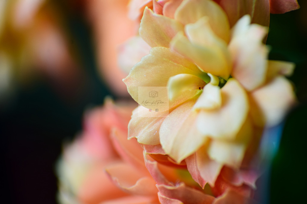 Makro - floral (2) | Buche Fotoshootings und entdecke hochwertige Fotoprodukte bei Mathias Ku Photos. Personalisiert, kreativ & mit Liebe zum Detail. Jetzt informieren! - Realisiert mit Pictrs.com