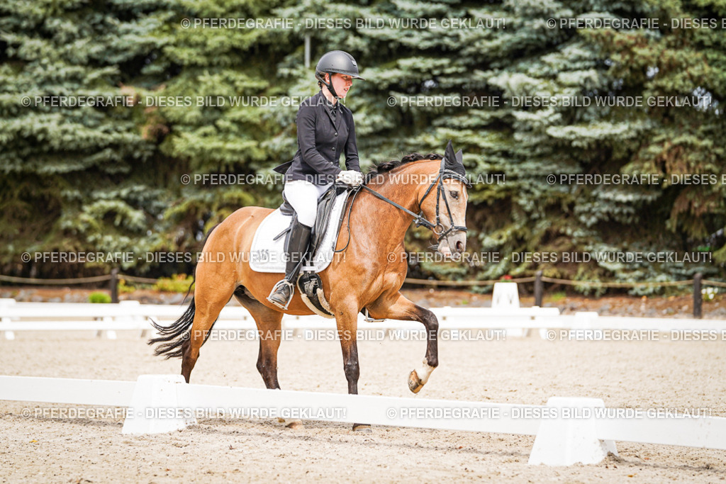 DSC04460 | Pferdegrafie