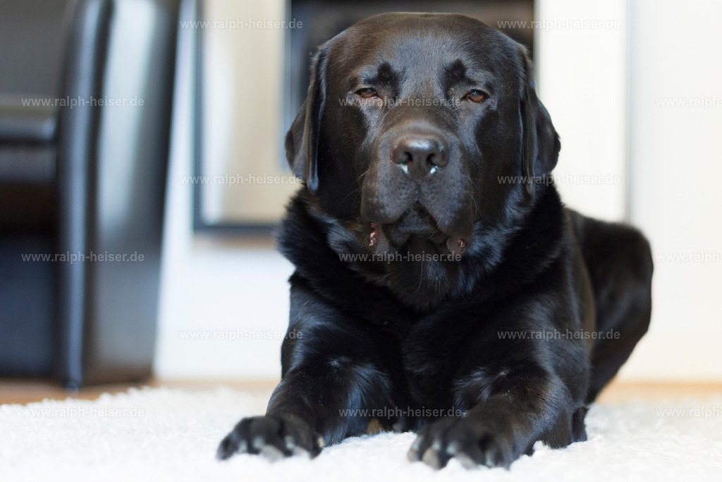 _MG_1903 | Wandbilder, Bilder, Fotograf in Marburg, Tierbilder, Wandfotos, Bilder Shop, Günstige Bilder, Schwarz-Weiß Bilder, Ralph Heiser