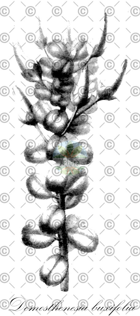 HistAbb_wfo-0000939982_1_ENZY_Simple | Historische Abbildung von Demosthenesia buxifolia - Ericaceae | Historical Illustration of Demosthenesia buxifolia - Ericaceae