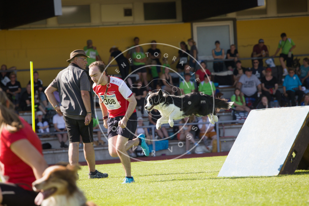 0L8A8086 | Hundefotografie, Tierfotograf, Pfotenfotografie, Fotoshooting Hund, Hunde Portrait, Hundesport, Hundeportraits, Heideshooting, Hunde, Sportfotograf, Hundefotograf, Turnierhundsport, THS,  - Realisiert mit Pictrs.com