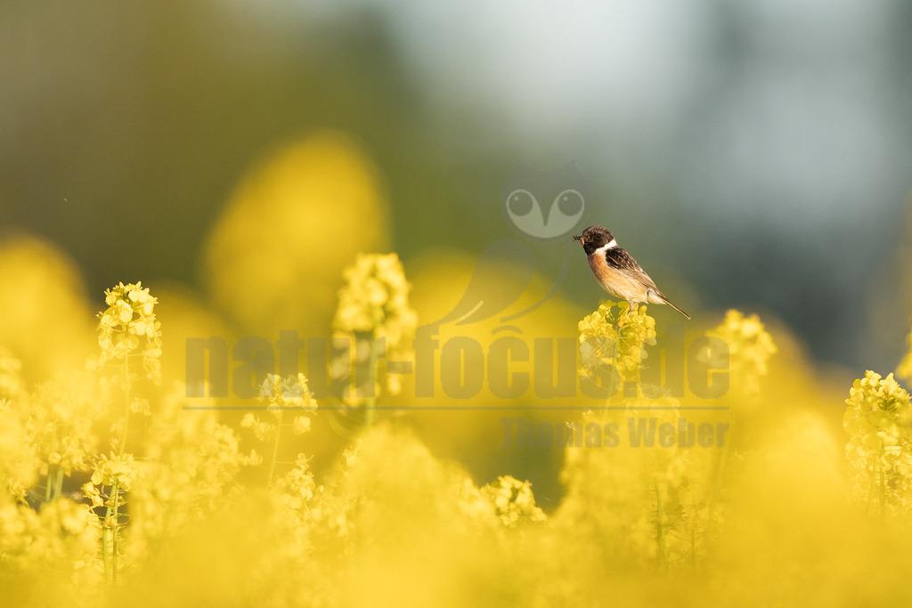R6M39679_20260501 | Ein männliches Schwarzkehlchen (Saxicola rubicola) sitzt auf einer leuchtend gelben Rapsblüte. Der Vogel hat ein Insekt im Schnabel, was auf eine Fütterungsaktivität hindeutet. Der Hintergrund ist unscharf und zeigt weitere gelbe Rapsblüten sowie einen leicht grünlich-blauen Himmel. - Realisiert mit Pictrs.com