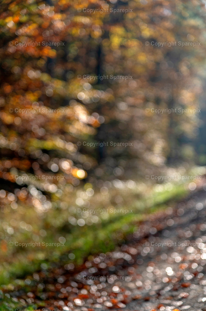CRO_Autumn_Forest17_Bokeh | sparepix - Realisiert mit Pictrs.com