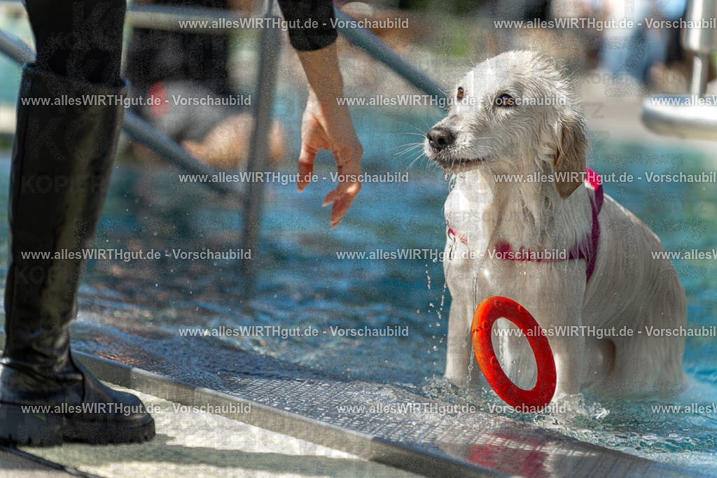 Hundeschwimmen_Volksbad_2026-allesWIRTHgut_Tierfotografie-2609061215-112559-7R509992 | Professionelle Tierfotografie in Mönchengladbach von Daniel Wirth (allesWIRTHgut). Liebevolle & natürliche Bilder von Hunden & Katzen für unvergessliche Erinnerungen.