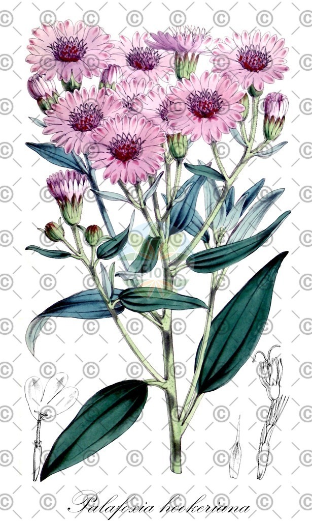HistAbb_wfo-0001147287_2_ENZY_Simple | Historische Abbildung von Palafoxia hookeriana - Asteraceae | Historical Illustration of Palafoxia hookeriana - Asteraceae
