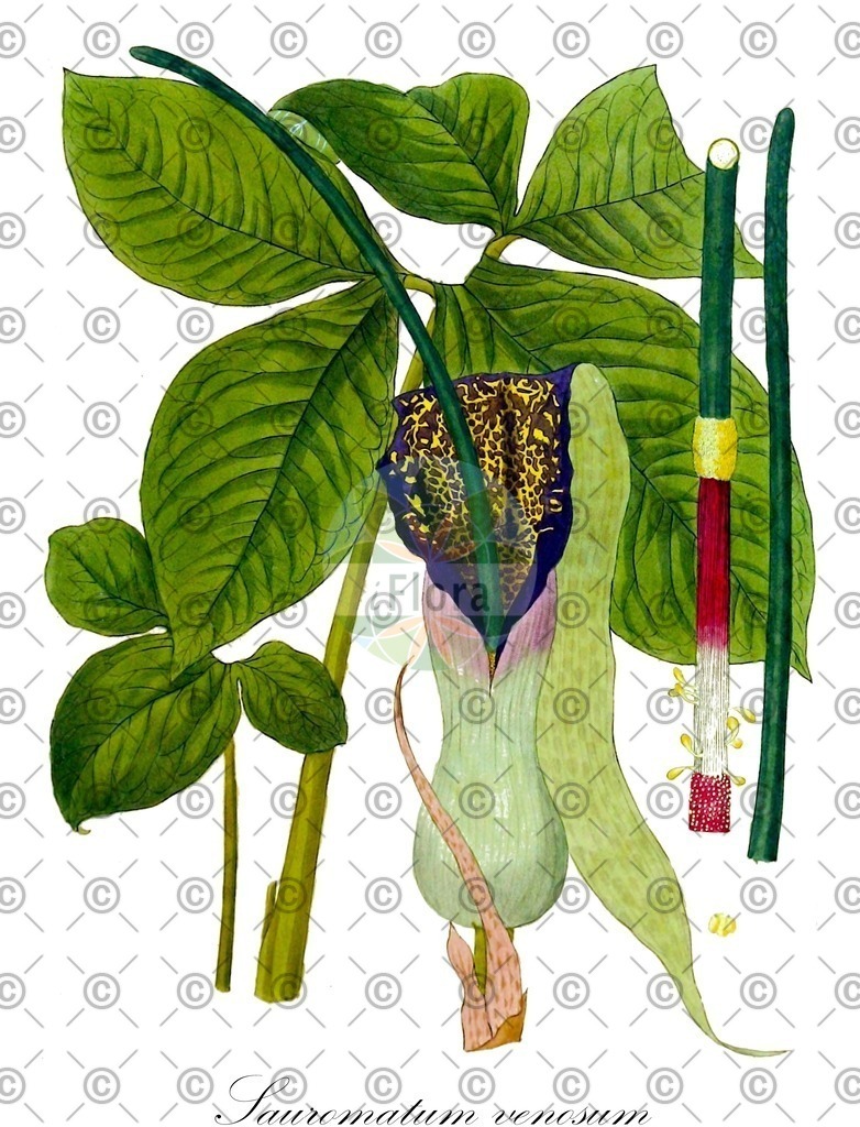 HistAbb_wfo-0000493601_2_ENZY_Simple | Historische Abbildung von Sauromatum venosum - Araceae | Historical Illustration of Sauromatum venosum - Araceae