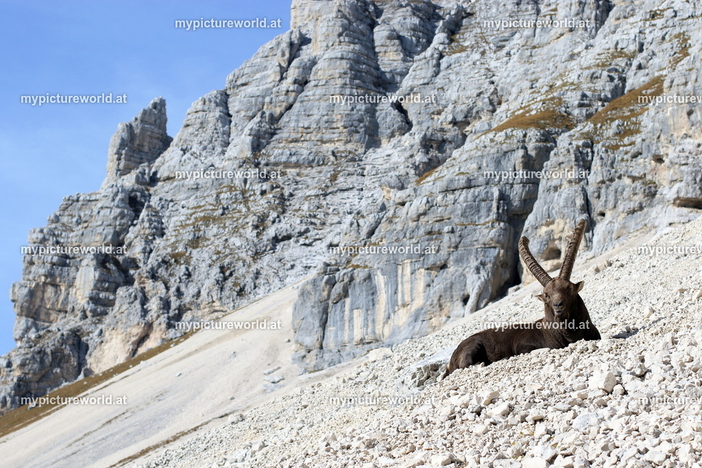 Alpensteinbock-161 | Das Bilderarchiv über Tiere, Planzen und Landschaften. In der Bilddatenbank finden Sie ein große Auswahl an hochwertigen Bilder für Ihre Werbung - Realized with Pictrs.com