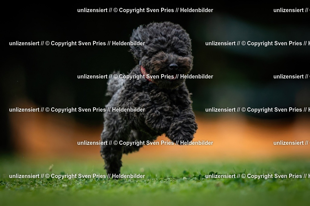 Sven Pries | 19. Allgemeines Hunderennen Karlsruhe Durlach - Realisiert mit Pictrs.com