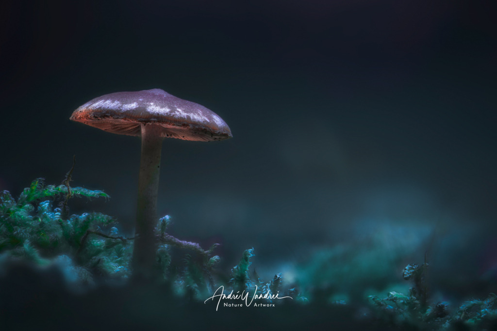 Leuchtpilz (6) | Andre Wandrei - Nature Artworx - Realisiert mit Pictrs.com