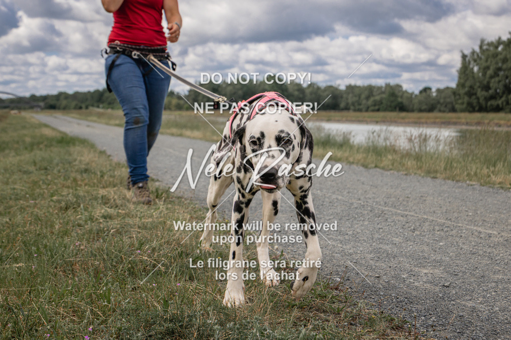 nelerasche_BuHu2026_SaCC1100-1200_82 | nelerasche