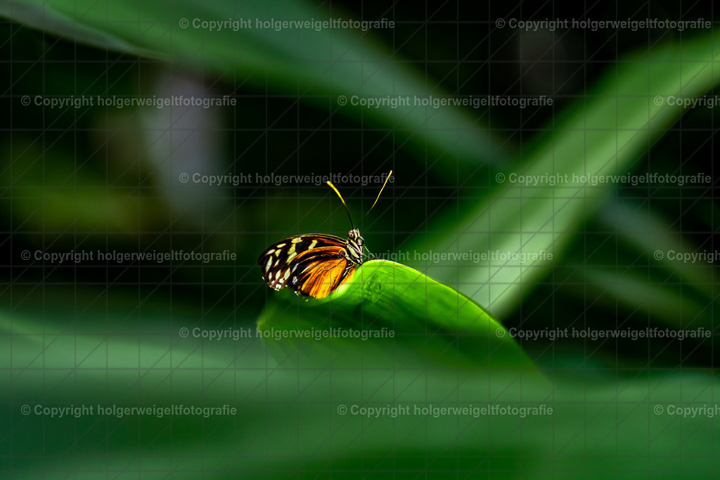 20220528135107D75_3761 | Kaufen sie online außergewöhnliche Fotografien auf Leinwand Acrylglas Fotoprint Aludibond von holgerweigeltfotografie - Realisiert mit Pictrs.com
