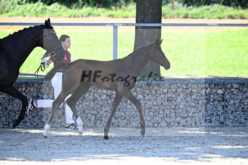 Kat-Nr. 5 Diamantenglanz x Foundation_SF_ZG Weiss u Moldenhauer_26250055 | hf-fotografie - Realisiert mit Pictrs.com