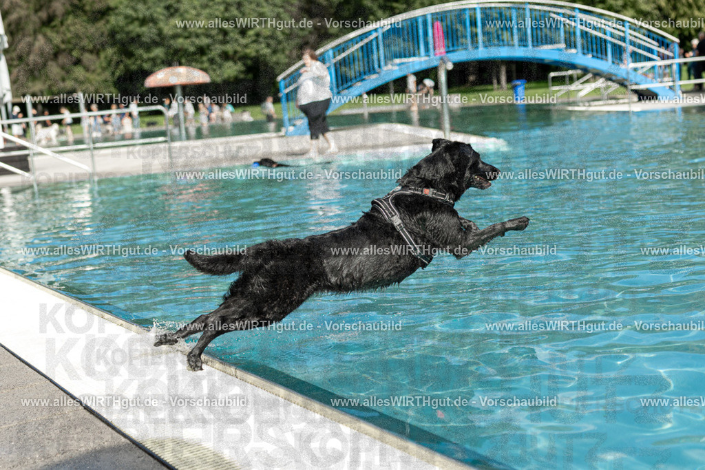 Hundeschwimmen_Volksbad_2026-allesWIRTHgut_Tierfotografie-2609061517-7R501398 | Professionelle Tierfotografie in Mönchengladbach von Daniel Wirth (allesWIRTHgut). Liebevolle & natürliche Bilder von Hunden & Katzen für unvergessliche Erinnerungen.