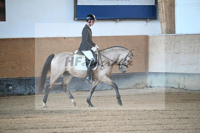 Kat-Nr. 11 Magnus HL v. Mescal_ZG Donau-Ries_43250047 | hf-fotografie - Realized with Pictrs.com