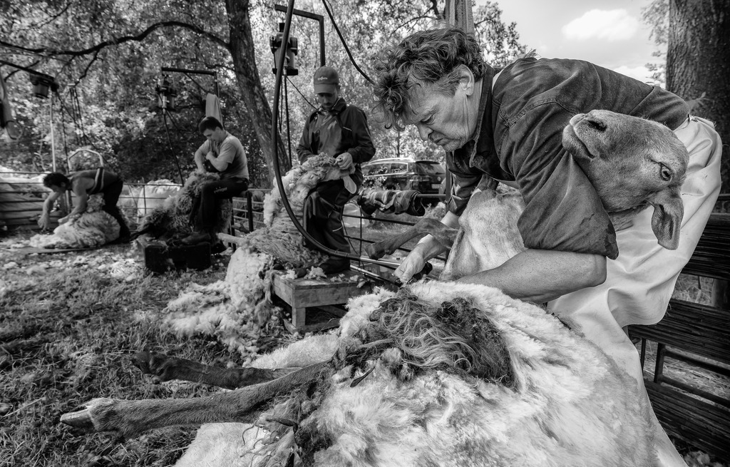 wanderschaefereien-schleswig-holstein-064 | Einmal im Jahr werden die Schafe geschoren, hier auf offenem Feld in der Barker Heide. Die Wanderschäfereien in Schleswig-Holstein engagieren für diese Aufgabe professionelle Scherer, die meistens im Team arbeiten und elektrisch betriebene Geräte einsetzen. Nur so lässt sich bei einer Herde von über 500 Tieren die erforderliche hohe Scherfrequenz erreichen. - Realisiert mit Pictrs.com