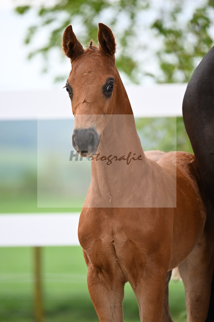 Kat-Nr. 5 HF Von Und Zu x Escamillo_von Unger_23260132 | hf-fotografie - Realisiert mit Pictrs.com