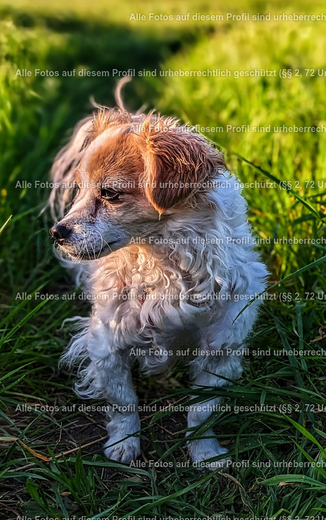 eZy_Watermark_03-05-2023_07-38-52 (1)_3 | krollfotografie - Realisiert mit Pictrs.com