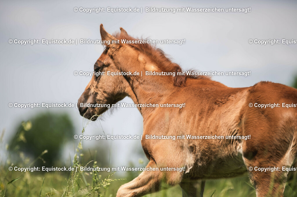 20210617_Fohlen_0116 | Foto: Thomas Hartig