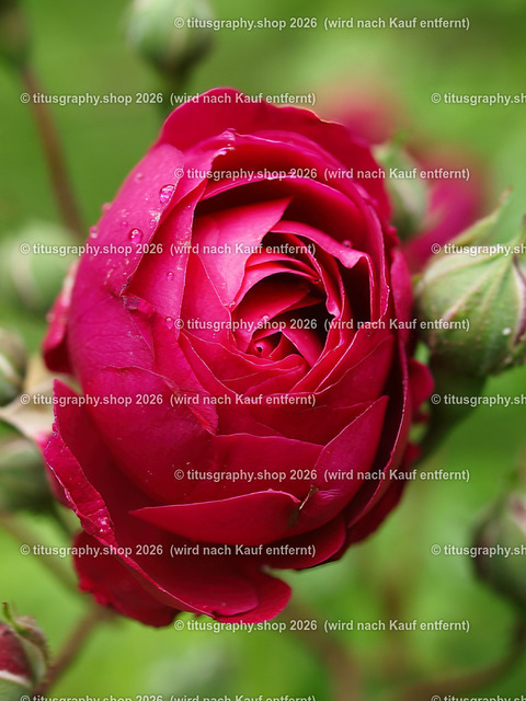 titusgraphy_P6080318-vz-ln | OLYMPUS DIGITAL CAMERA - Realisiert mit Pictrs.com