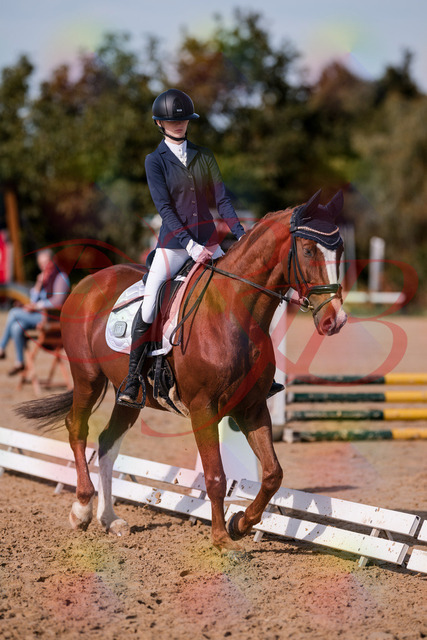 2026_10_03_Siefer-Hof_123444_Z81_32945435 | Professionelle Reitsport-, Turnier- und Eventfotografie von Robert Broda. Galerien mit ausgewählten und bearbeiteten Bildern direkt online ansehen und bestellen.
