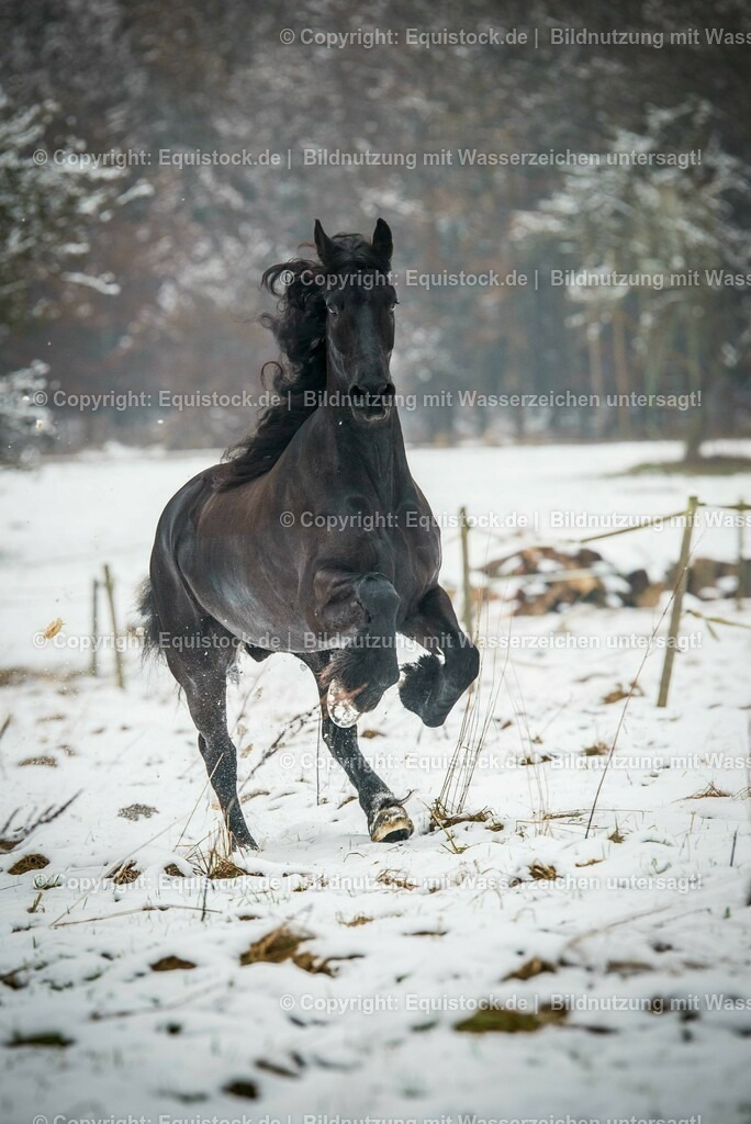 20150121_Friese_im_Schnee_0004 | equistock
