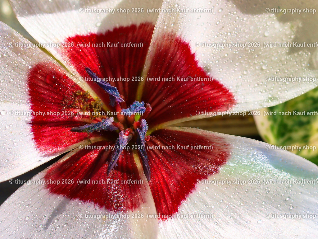 titusgraphy_P9077217-vz-ln-a-q | titusgraphy-shop: Geschenkideen mit Qualitätsfotos. titusgraphy-shop: gift ideas with quality photos. titusgraphy-shop: idées cadeaux avec photos de qualité.  - Realisiert mit Pictrs.com