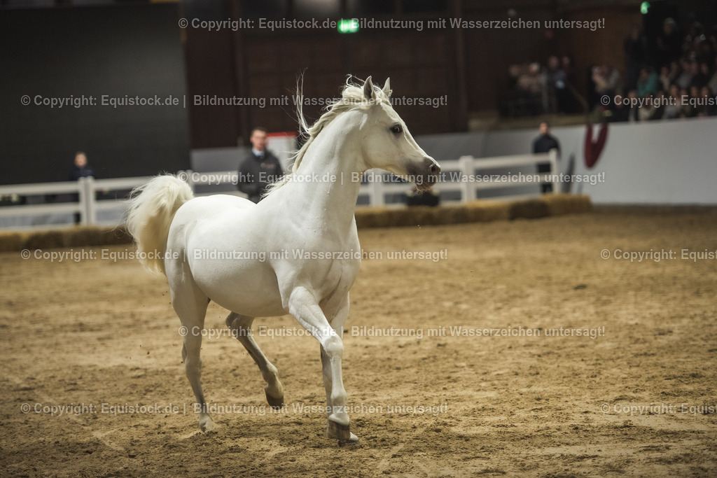 20240302_Hengstvorstellung_Marbach_TOMsPiC_1143 | equistock