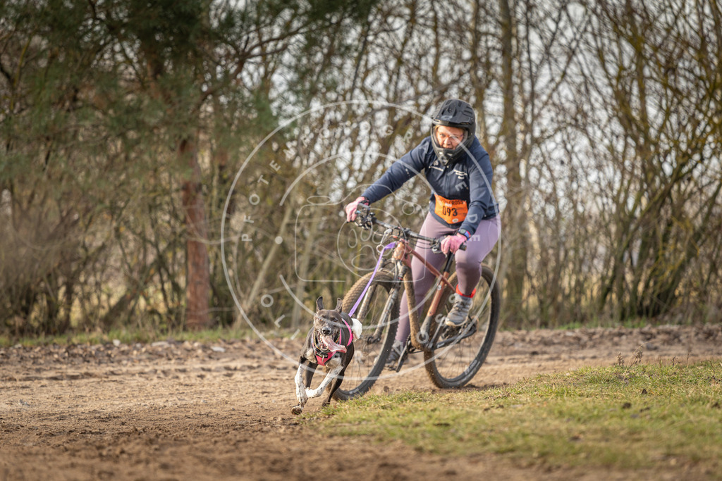 Pfotenfotografie_DV3A8370 | Hundefotografie, Tierfotograf, Pfotenfotografie, Fotoshooting Hund, Hunde Portrait, Hundesport, Hundeportraits, Heideshooting, Hunde, Sportfotograf, Hundefotograf, Turnierhundsport, THS,  - Realisiert mit Pictrs.com