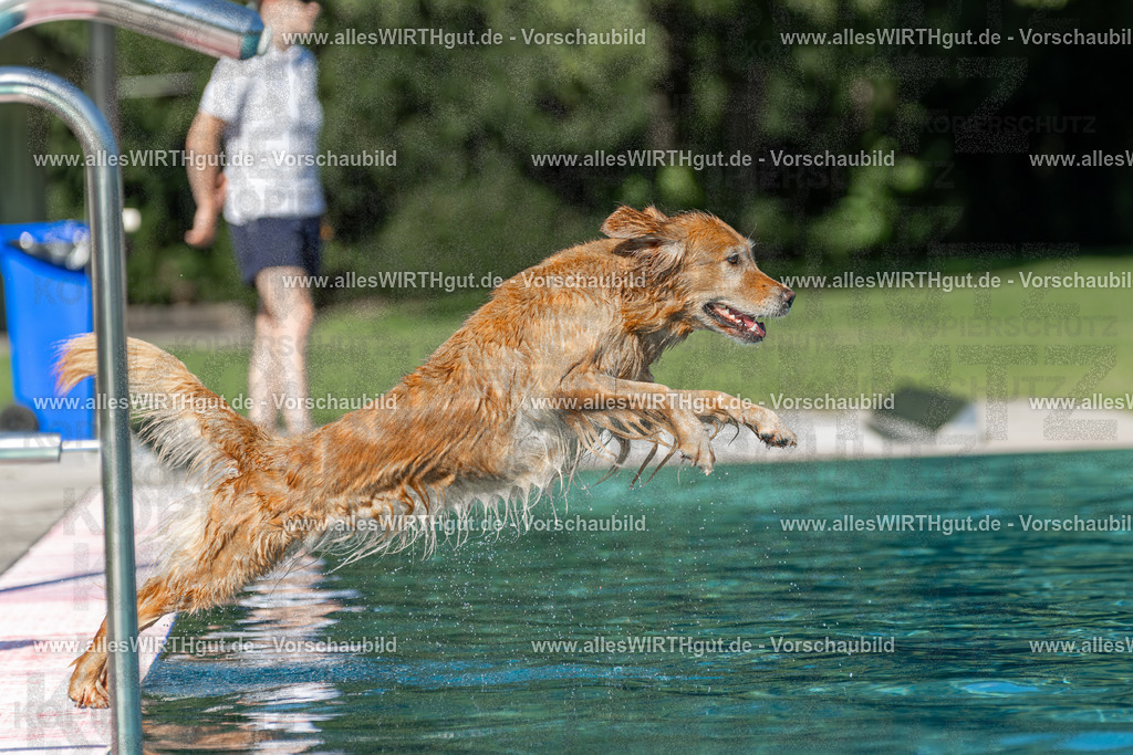 Hundeschwimmen_Volksbad_2026-allesWIRTHgut_Tierfotografie-2609061101-101131-7R509333 | Professionelle Tierfotografie in Mönchengladbach von Daniel Wirth (allesWIRTHgut). Liebevolle & natürliche Bilder von Hunden & Katzen für unvergessliche Erinnerungen.