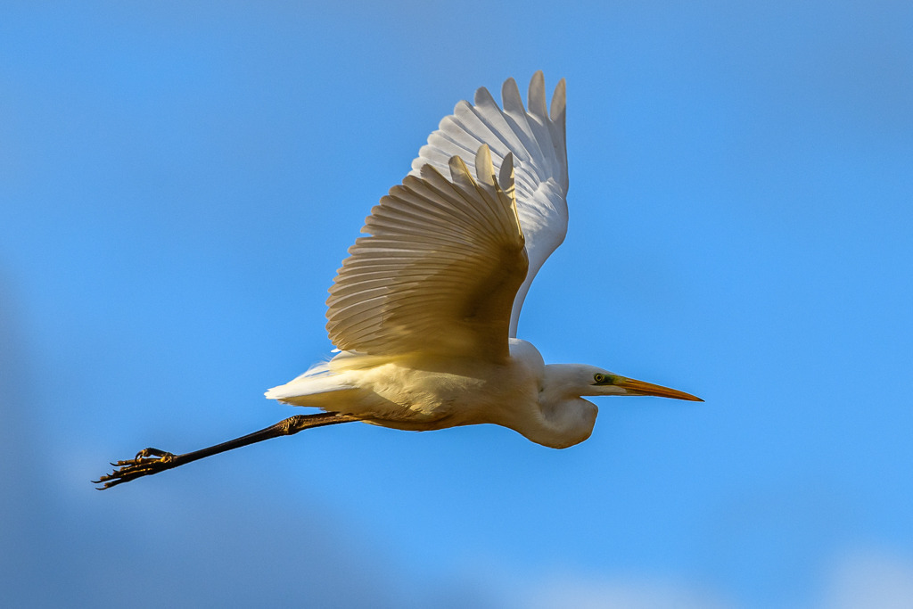 silberreiher-2019-021 | Silberreiher (Ardea alba) im Flug über einem Feuchtwiesengebiet am Selker Noor - Realisiert mit Pictrs.com