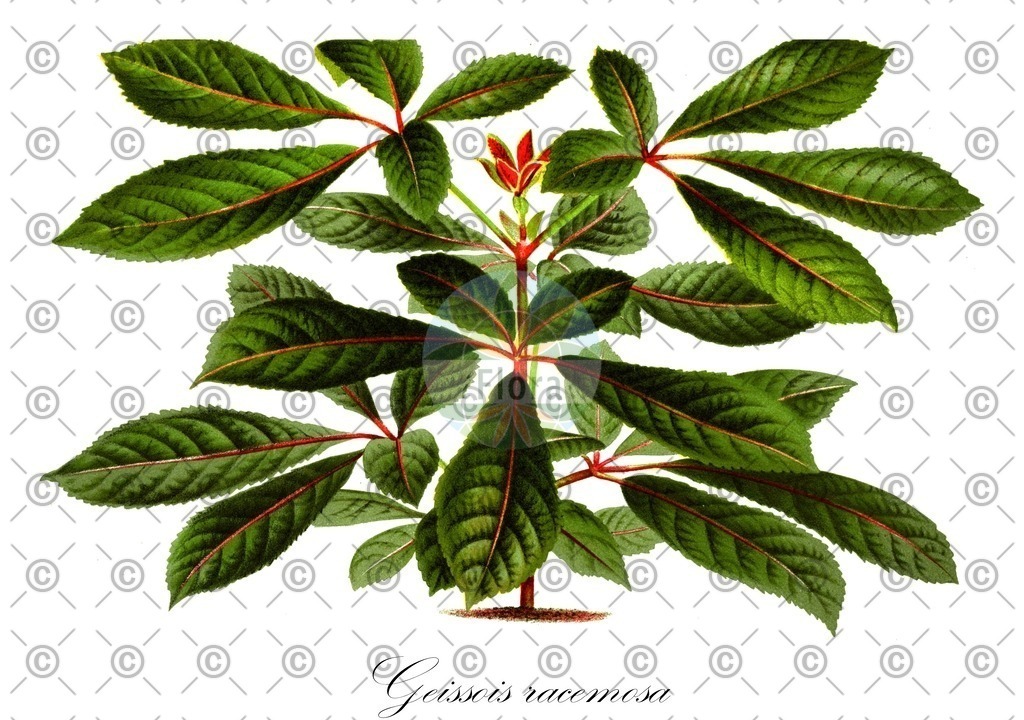 HistAbb_wfo-0000696002_2_ENZY_Simple | Historische Abbildung von Geissois racemosa - Cunoniaceae | Historical Illustration of Geissois racemosa - Cunoniaceae