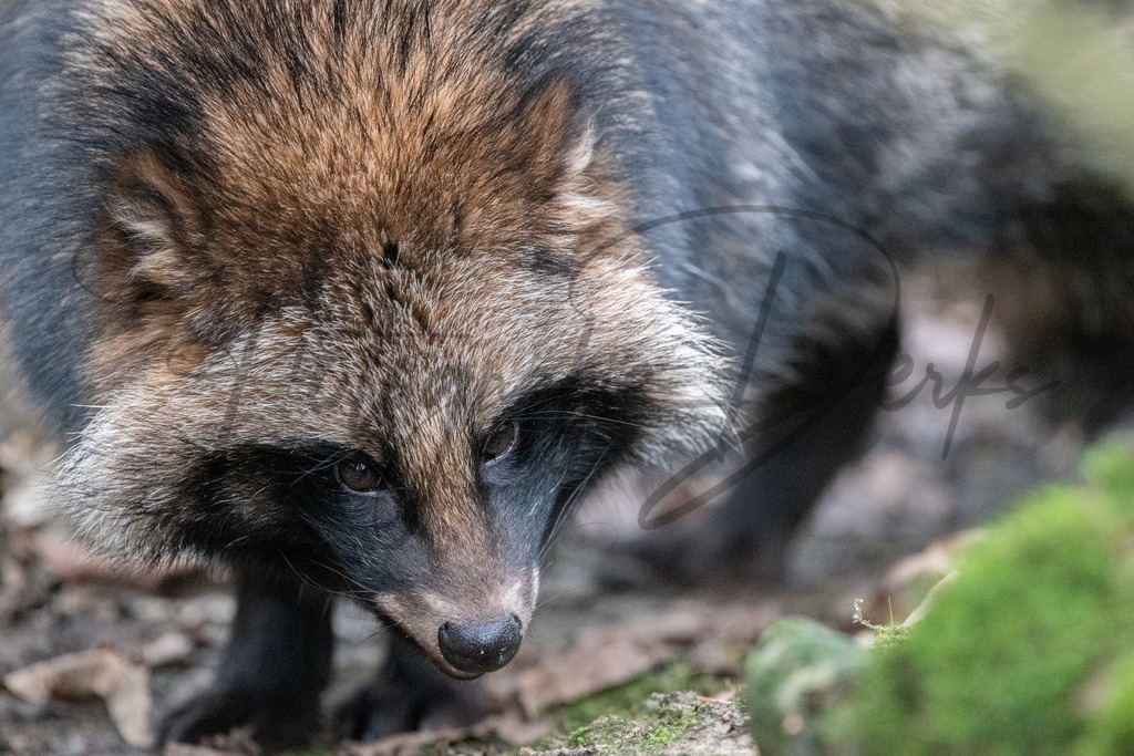 tiere-1-14 | fotografie-derks - Realisiert mit Pictrs.com