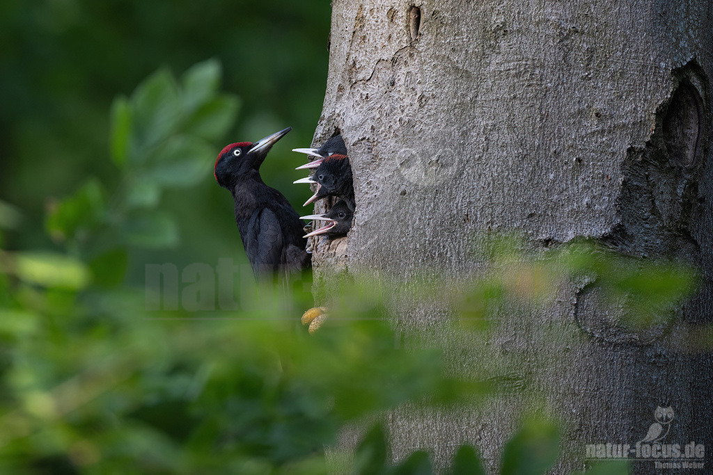 R5NF3097-20230523 | Der Schwarzspecht ist ein Vertreter der Gattung Dryocopus innerhalb der Unterfamilie der Echten Spechte. Der in Mitteleuropa durch seine überwiegende Schwarzfärbung und die rote Scheitelfärbung unverwechselbare Vogel ist etwa krähengroß und mit Abstand der größte europäische Specht. - Realisiert mit Pictrs.com