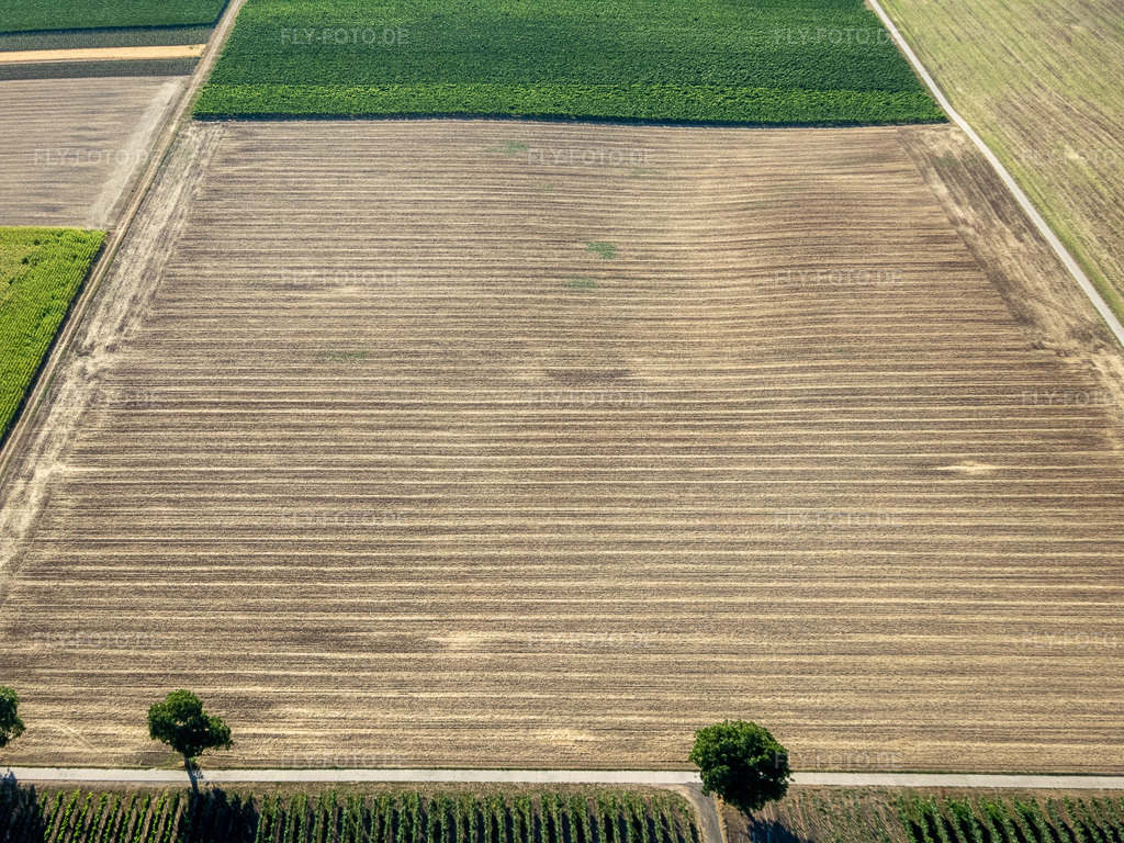 Luftbild: Äcker im Ortsteil Ingenheim in Billigheim-Ingenheim im Bundesland Rheinland-Pfalz in Deutschland. Foto: P8080027.jpg vom 08.08.2022 durch Werner Riehm/FLY-FOTO.de