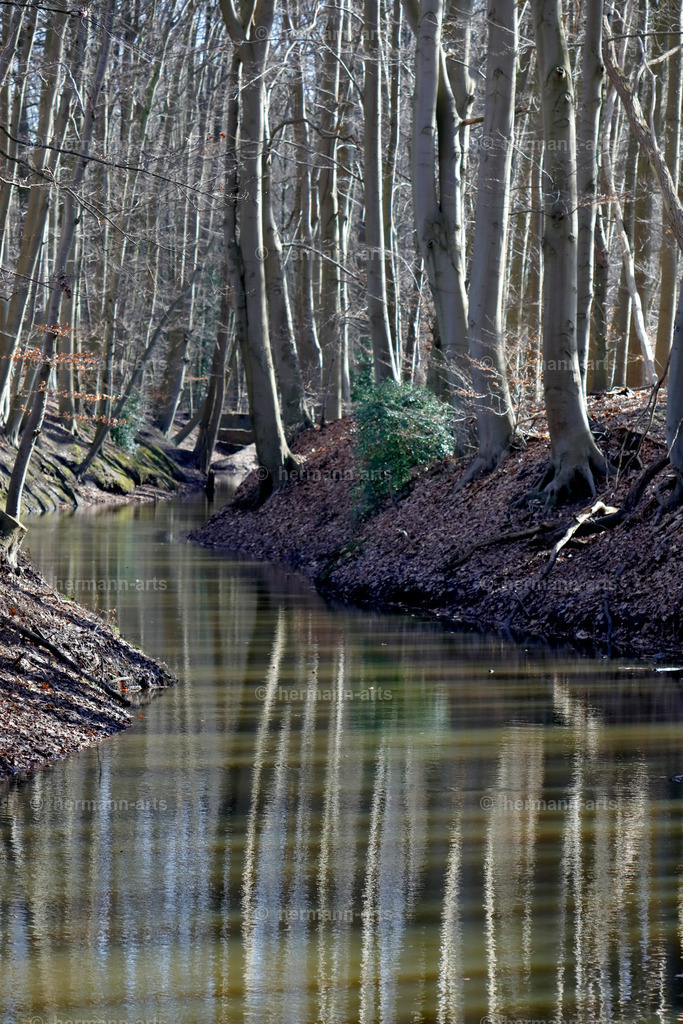 Trees_fine_Art_0029 | Photo Foto Kunst Art schwarzweiss Bilder Rheine Münster Berlin Blumen 